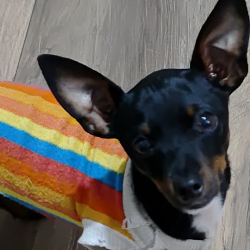 Pincher macho