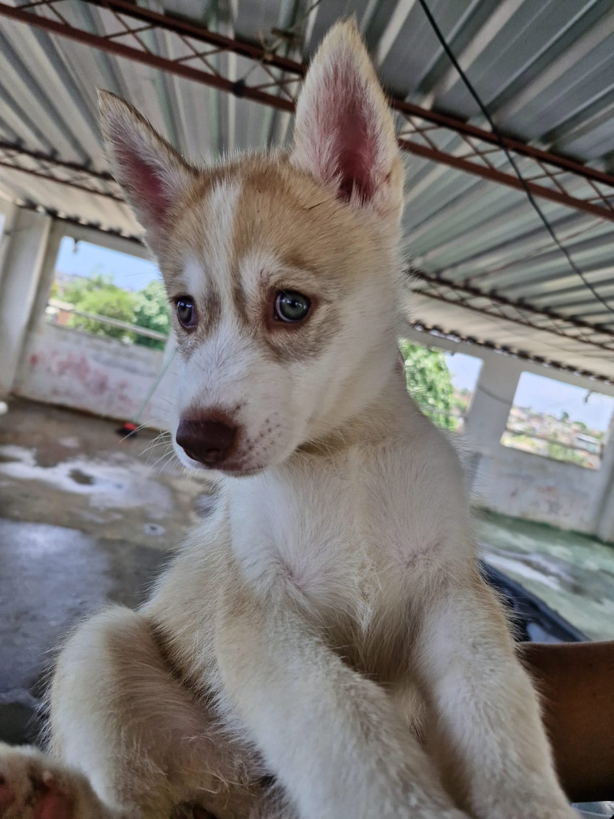 Portal Vendocão Husk siberiano  Jaboatão dos Guararapes 