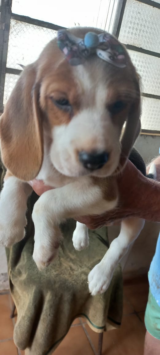 Portal Vendocão Filhotes beagles tricolores 13polegadas machos e femeas  Cotia