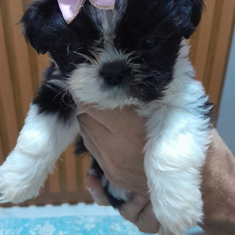 Lindos filhotes de Shih Tzu com 48 dias ,vermifugados e comendo ração,informações 21 97987 3433 zap - Foto 1