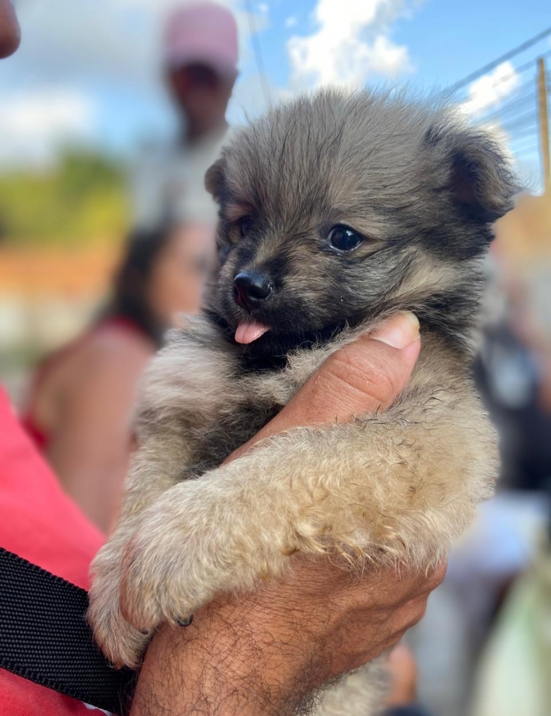 Filhote de Spitz alemão  - Foto 1