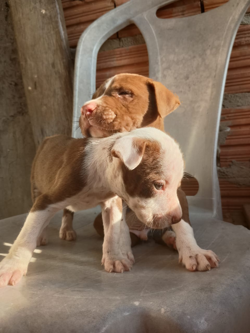 Portal Vendocão Vendo filhote de Pitbull  São Luís 