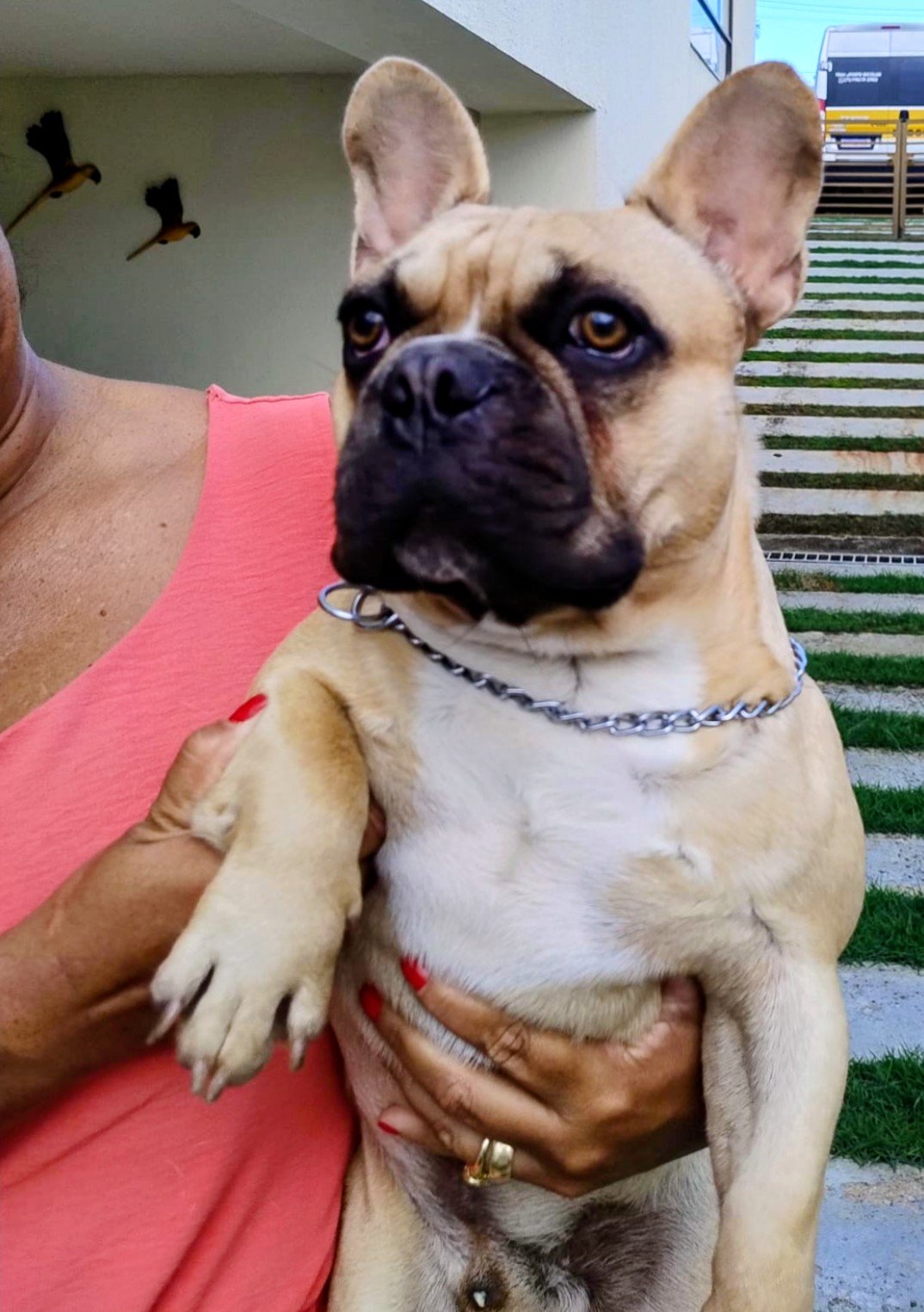Lindo Bulldog Francês - Foto 1