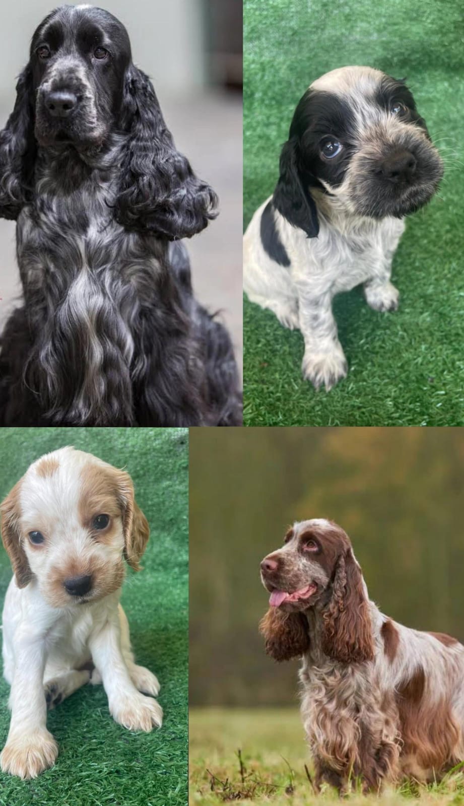 Filhotes de Cocker Spaniel inglês  - Foto 2