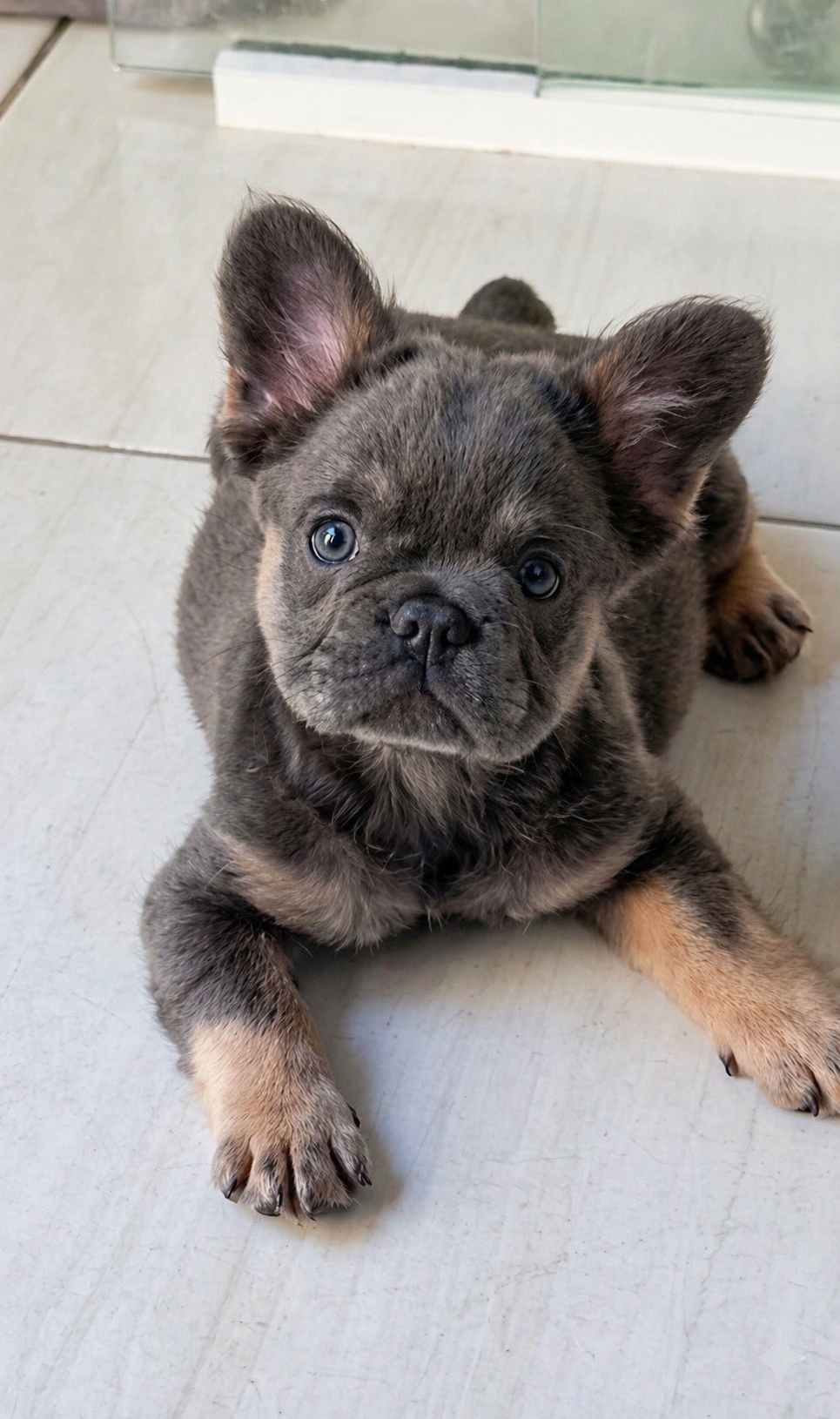 Buldogue filhote fluffly  - Foto 1