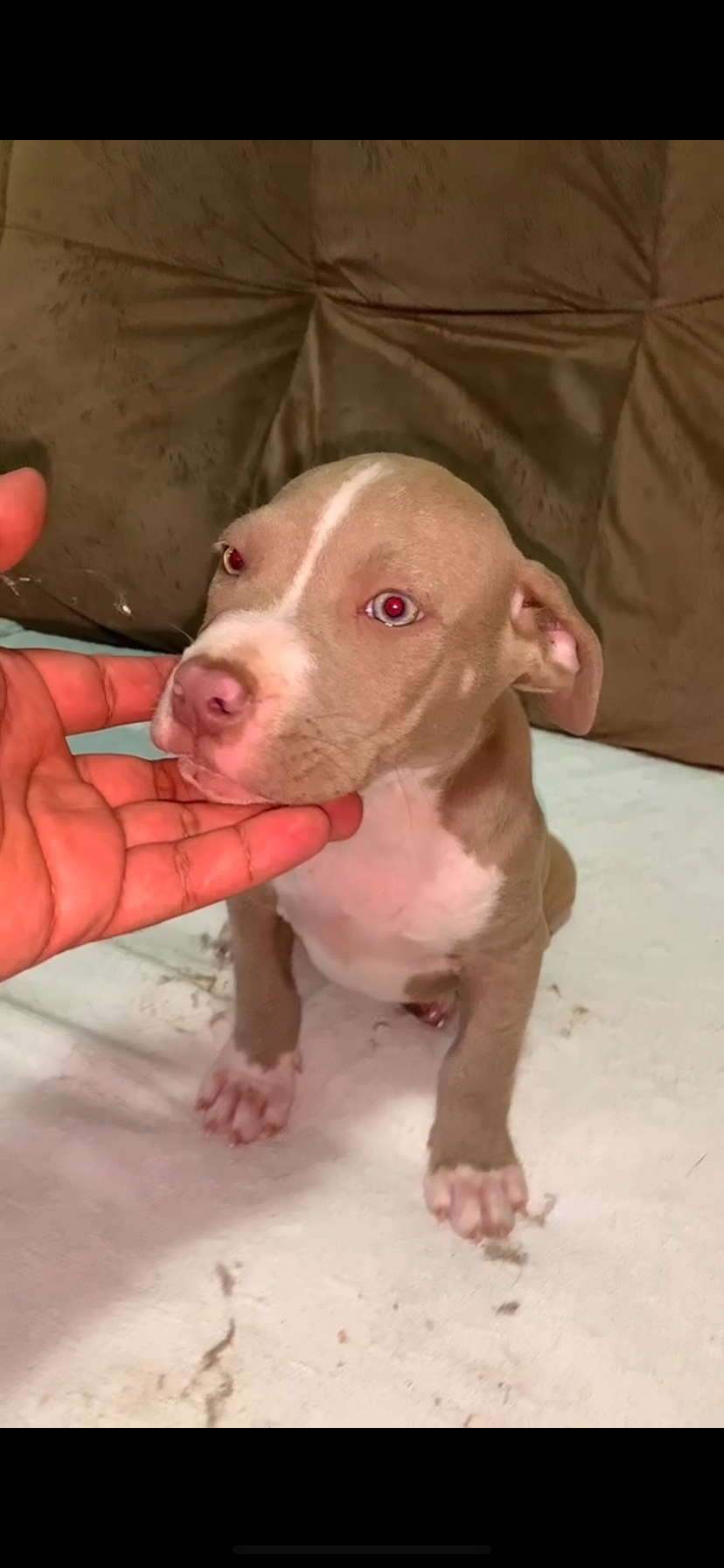 Portal Vendocão Filhotes de Pitbul disponivel a venda com 52 dias Porto alegre