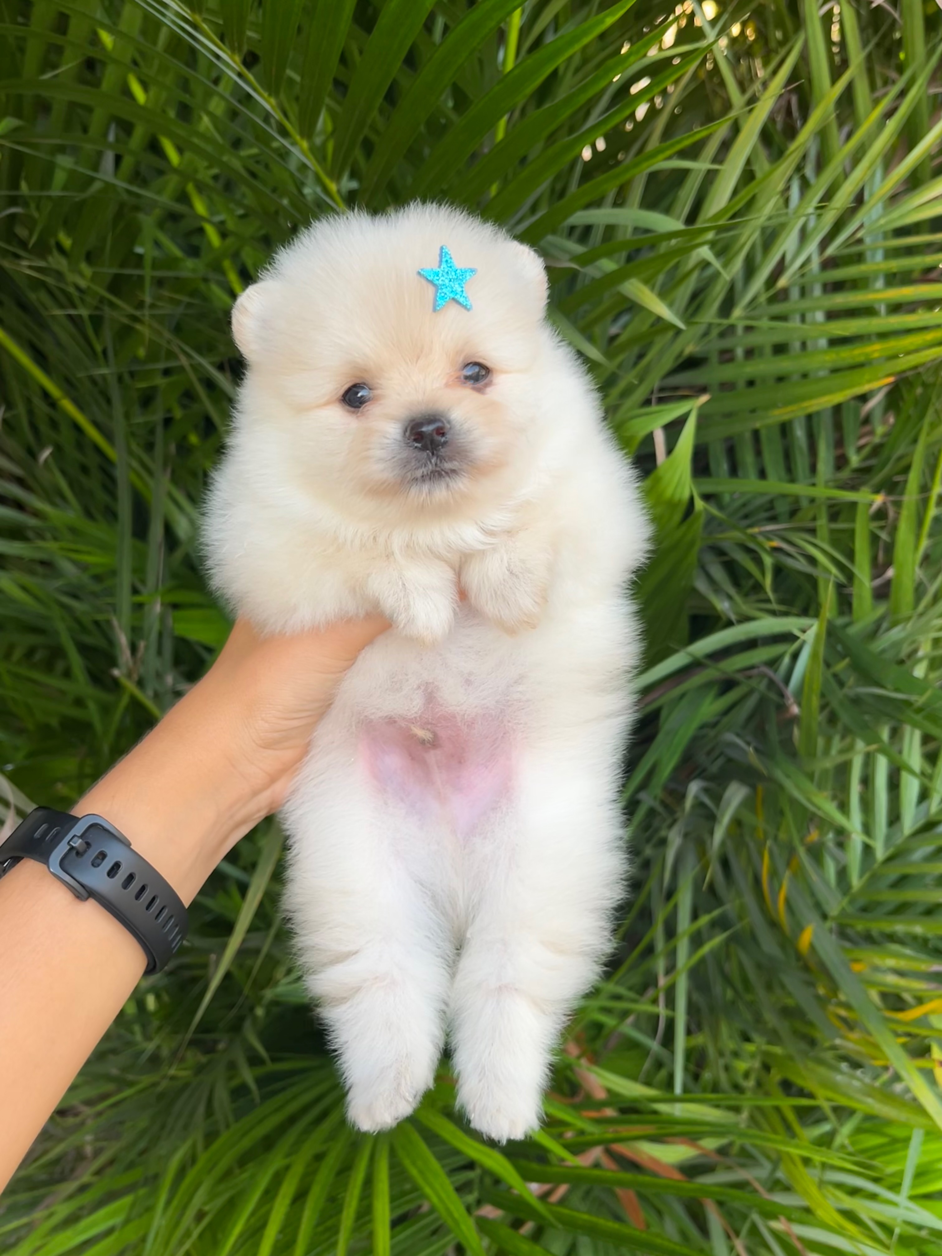 Portal Vendocão Filhote de Lulu da Pomerania anão e ursinho Salvador