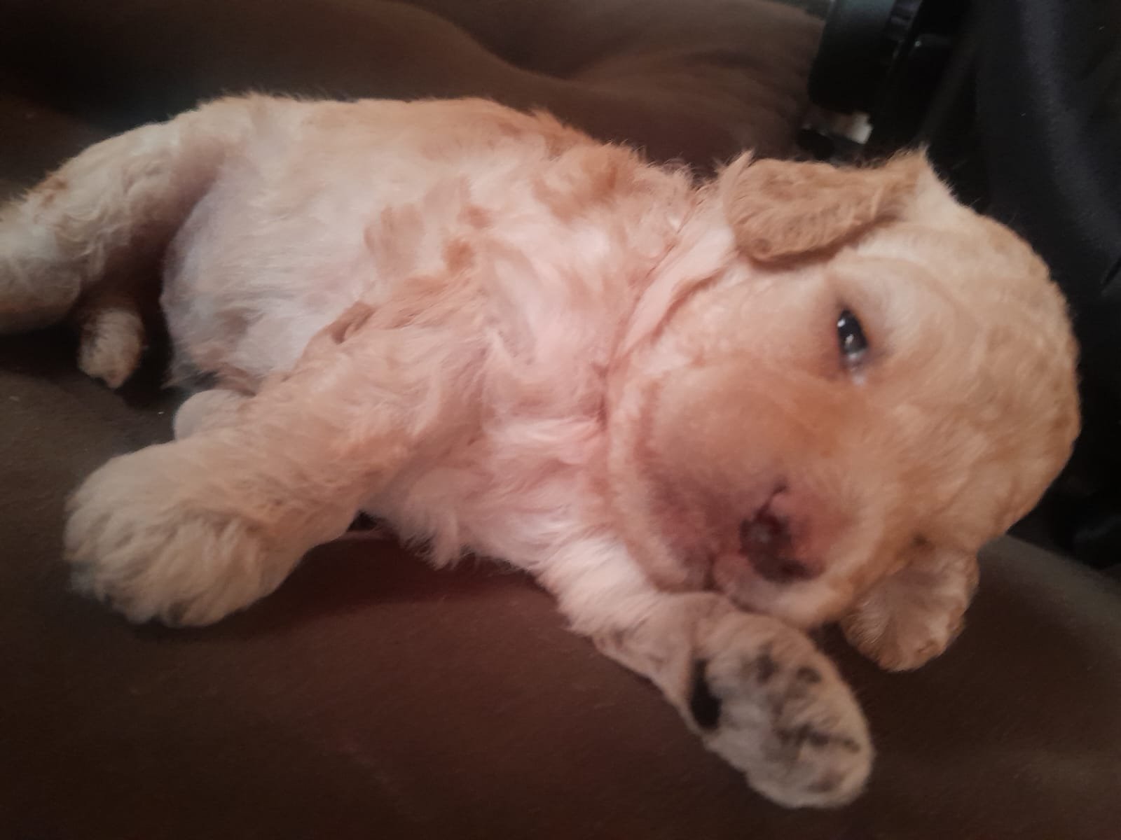 Vendo cachorro poddle