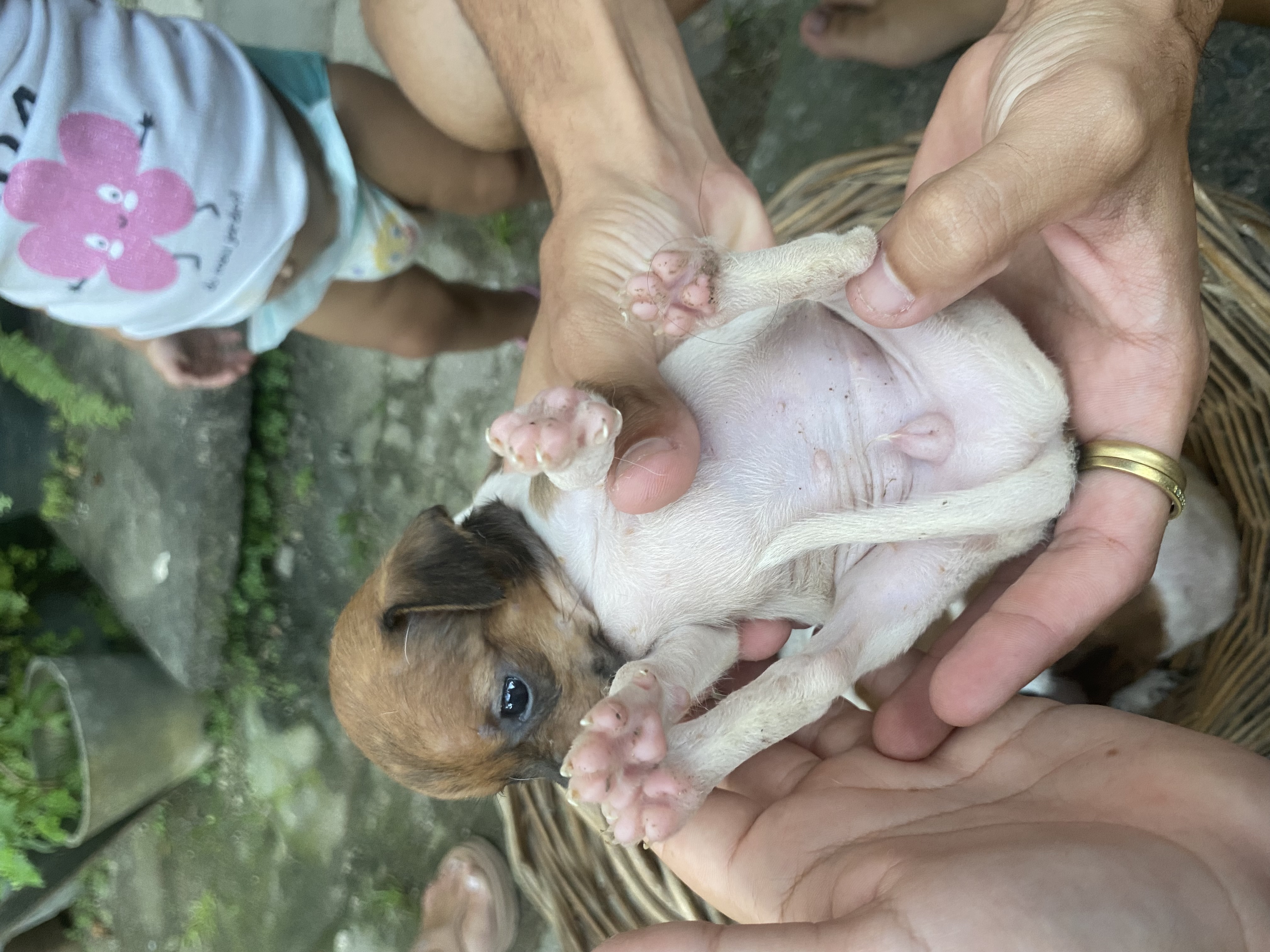 Miniatura Pinscher  - Foto 3