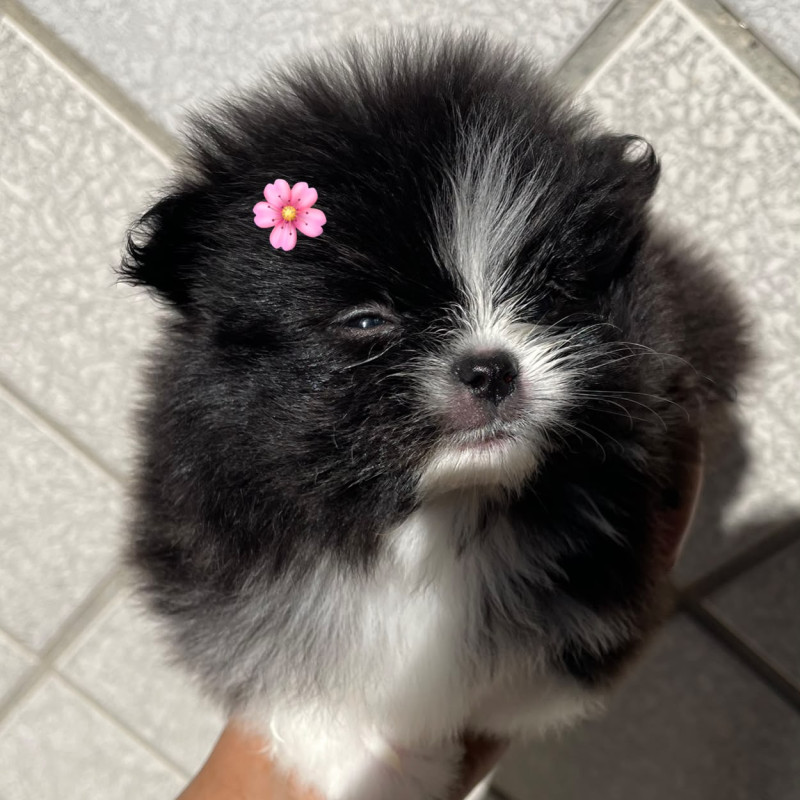 Fêmeas anão de Lulu da pomerânia - Foto 4