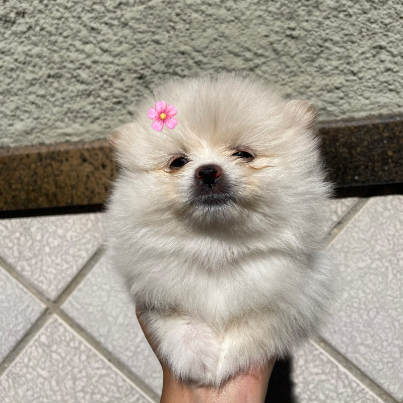 Fêmeas anão de Lulu da pomerânia - Foto 1
