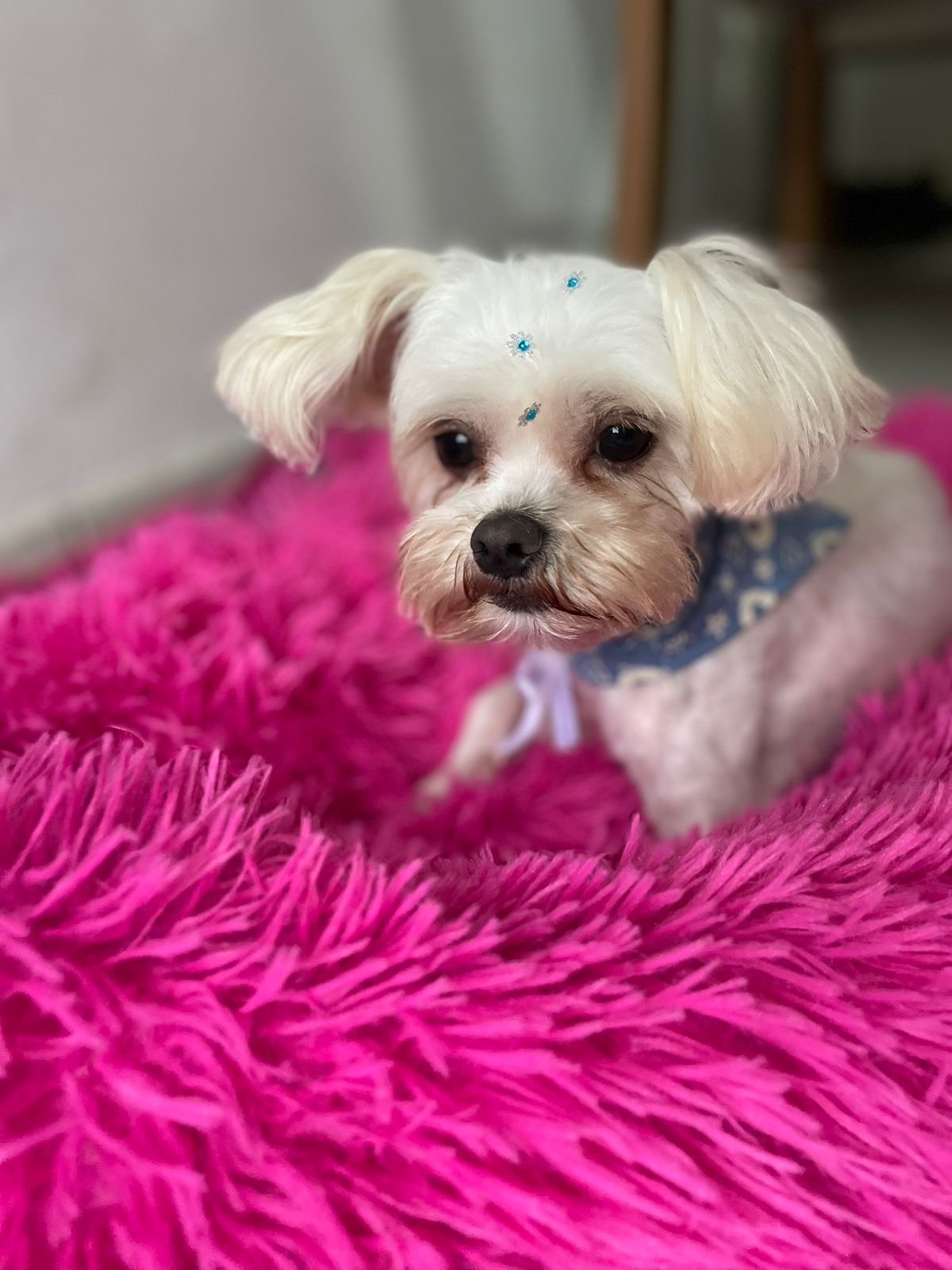 Maltês porte pequeno macho  - Foto 1
