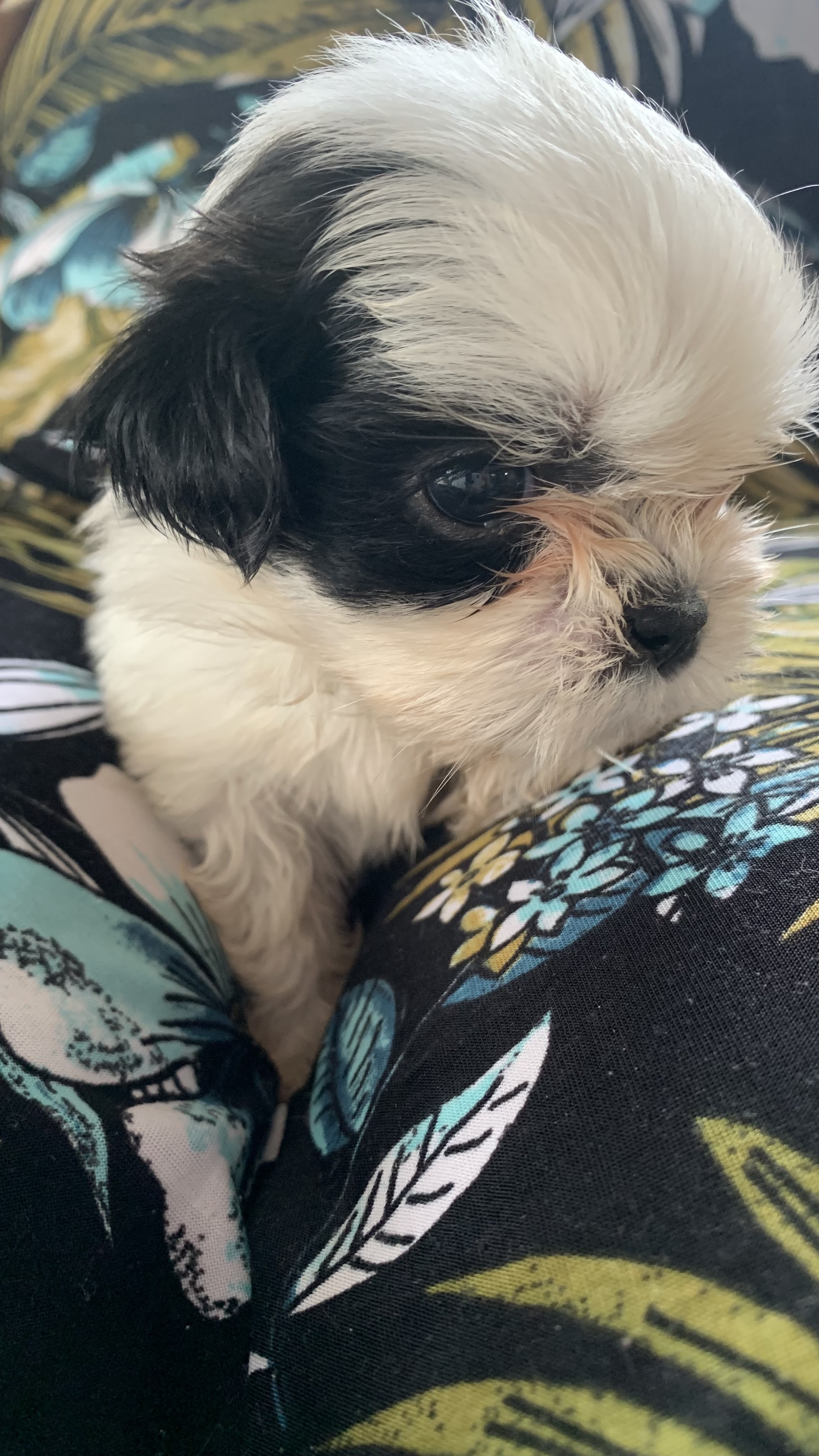 Shi tzu - Foto 1