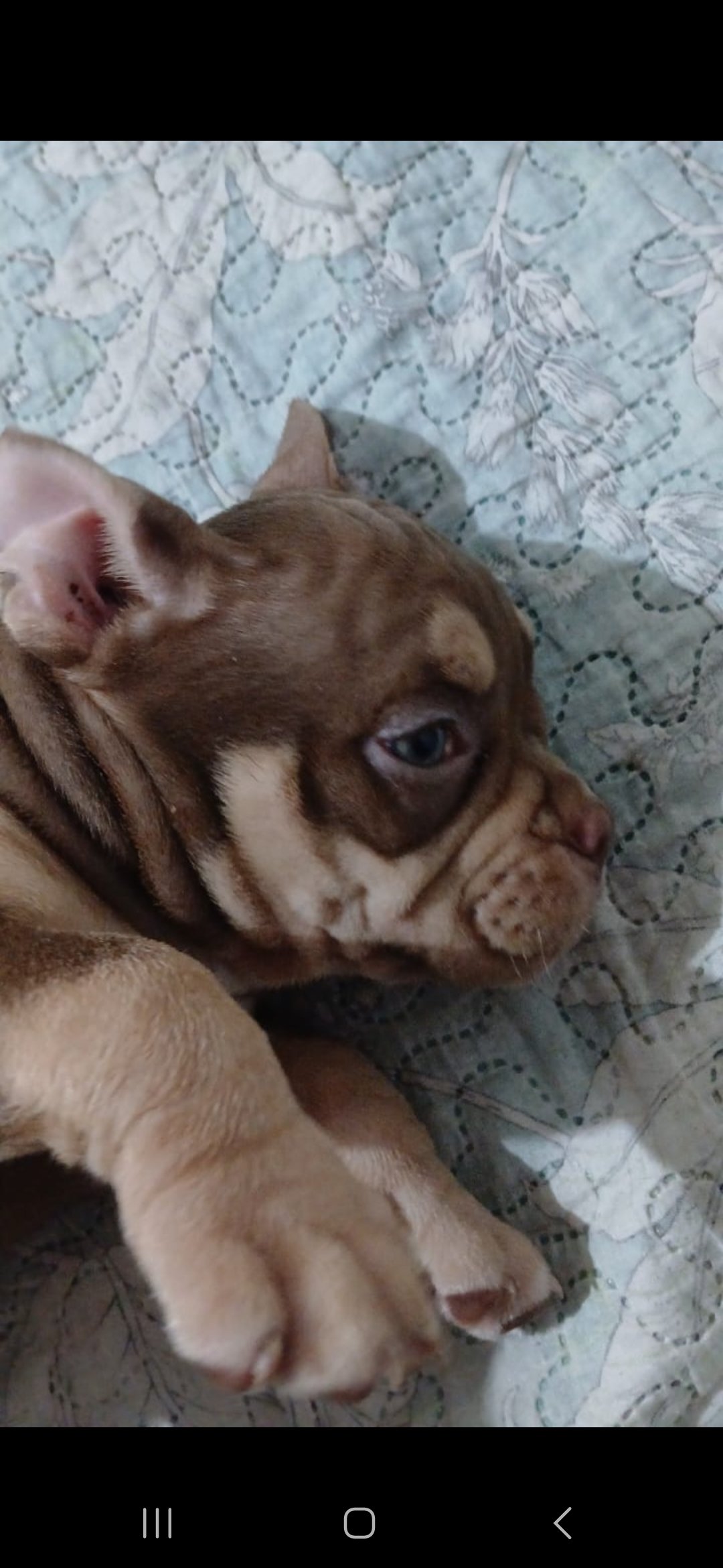 América bully - Foto 2