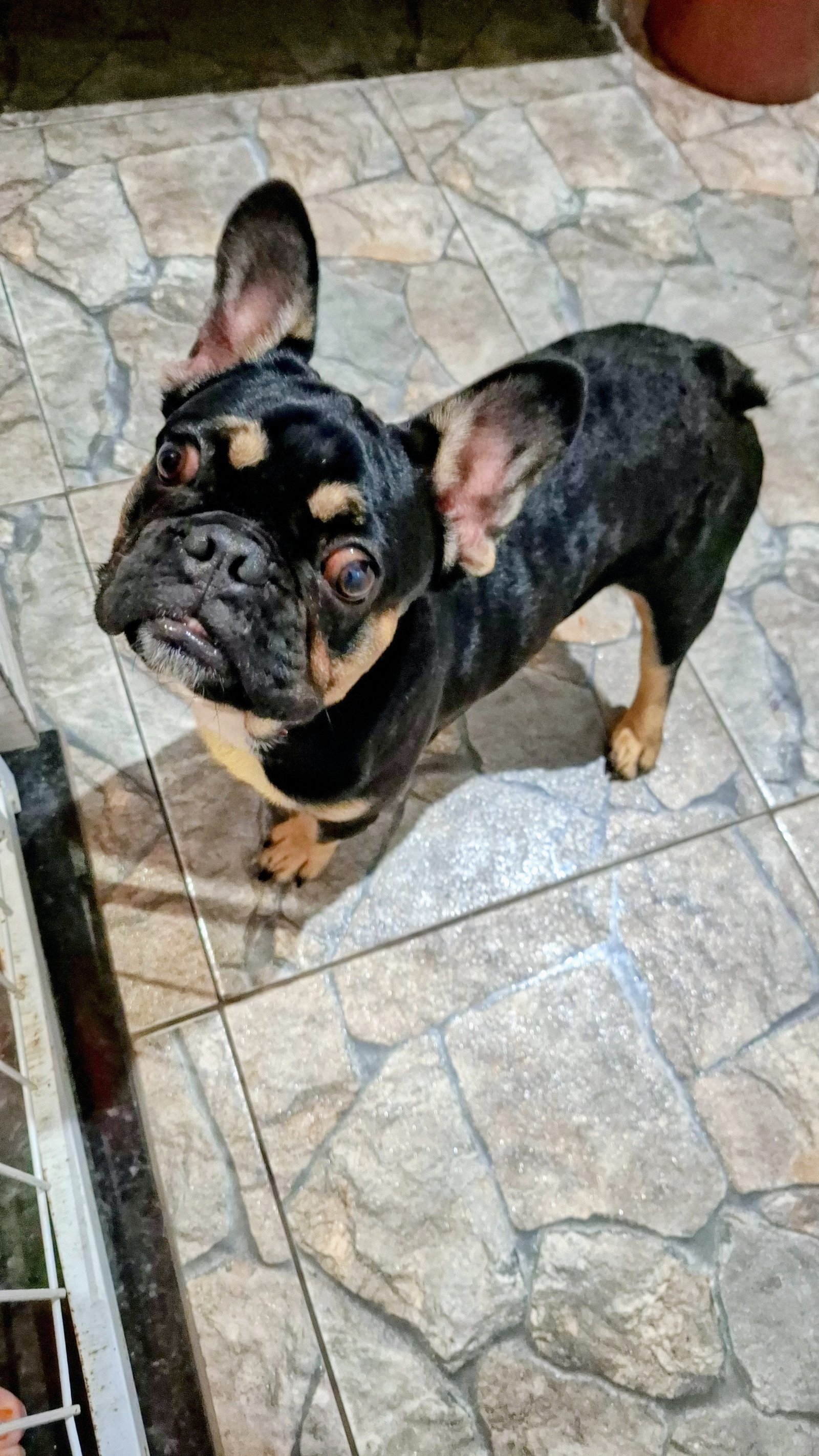 Vendo Buldog de 7 meses - Foto 2