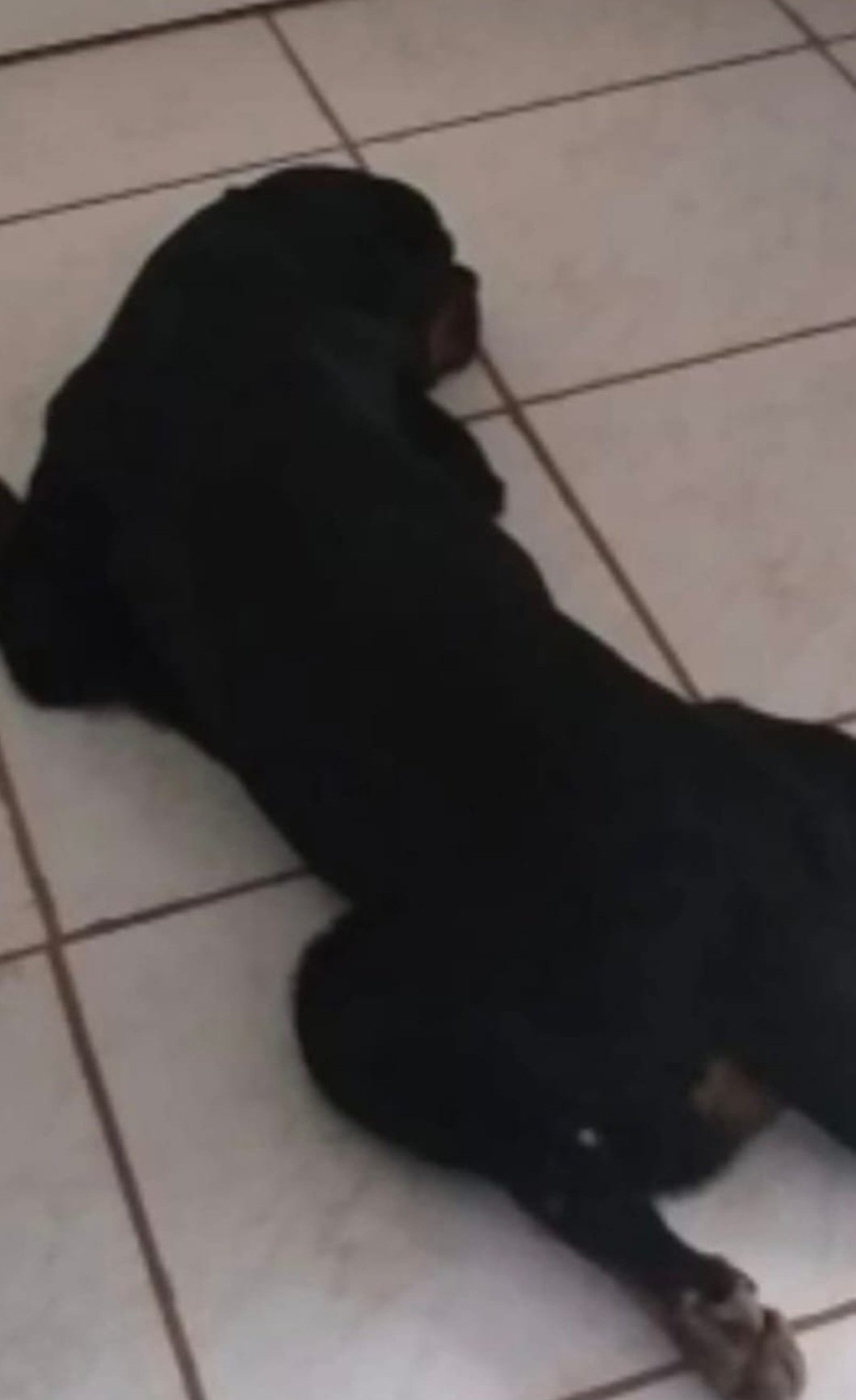 Vendo filhotes de rottweiler puros  - Foto 2