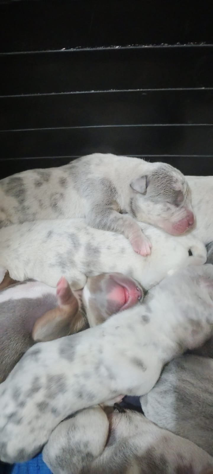 Pitbull - Foto 1