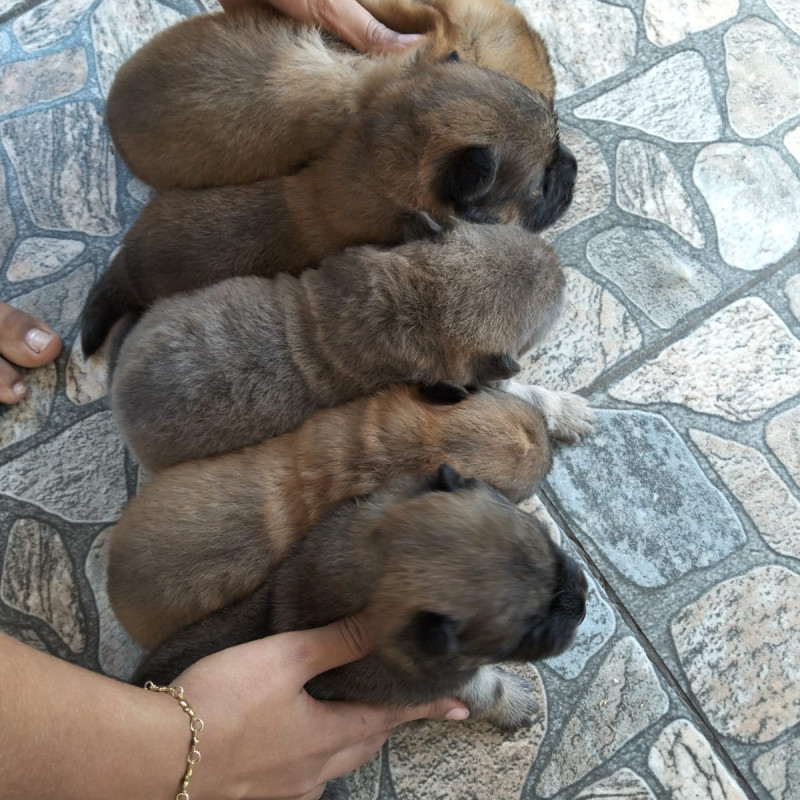 Filhotes de Chow Chow - Foto 2