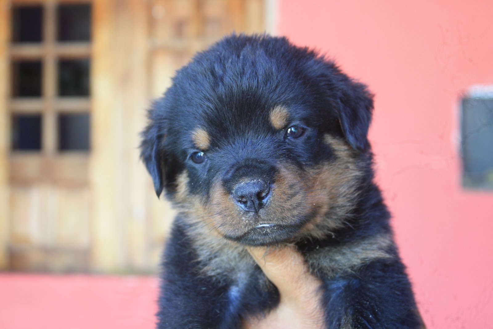 filhotes de rottweiler - Foto 1