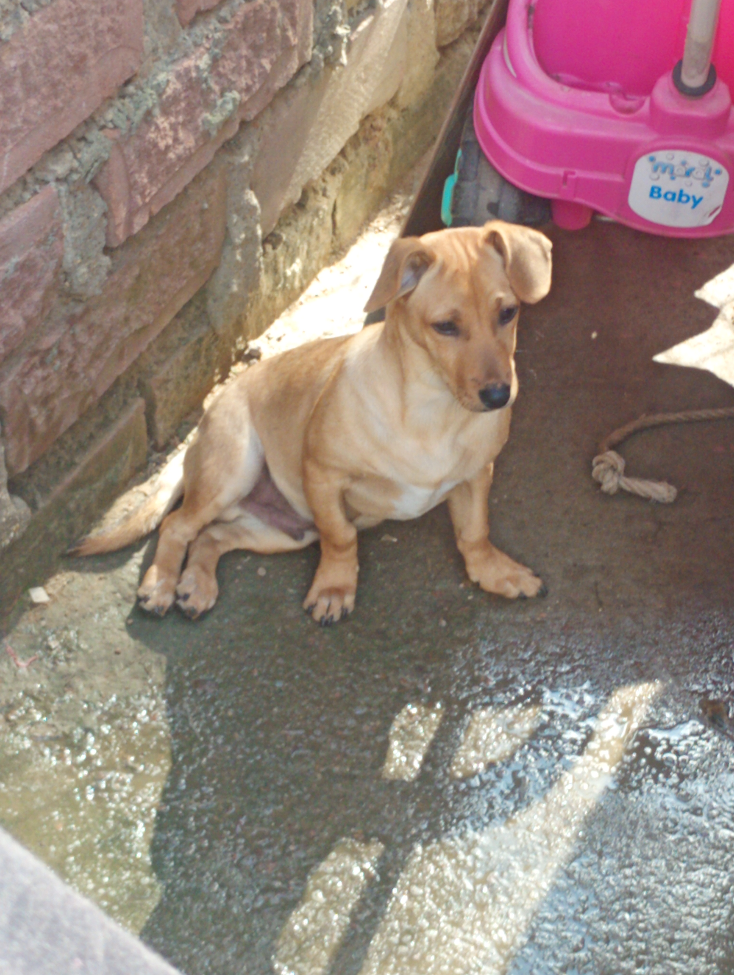 Cachorro salsinha mestrado com Pincher 