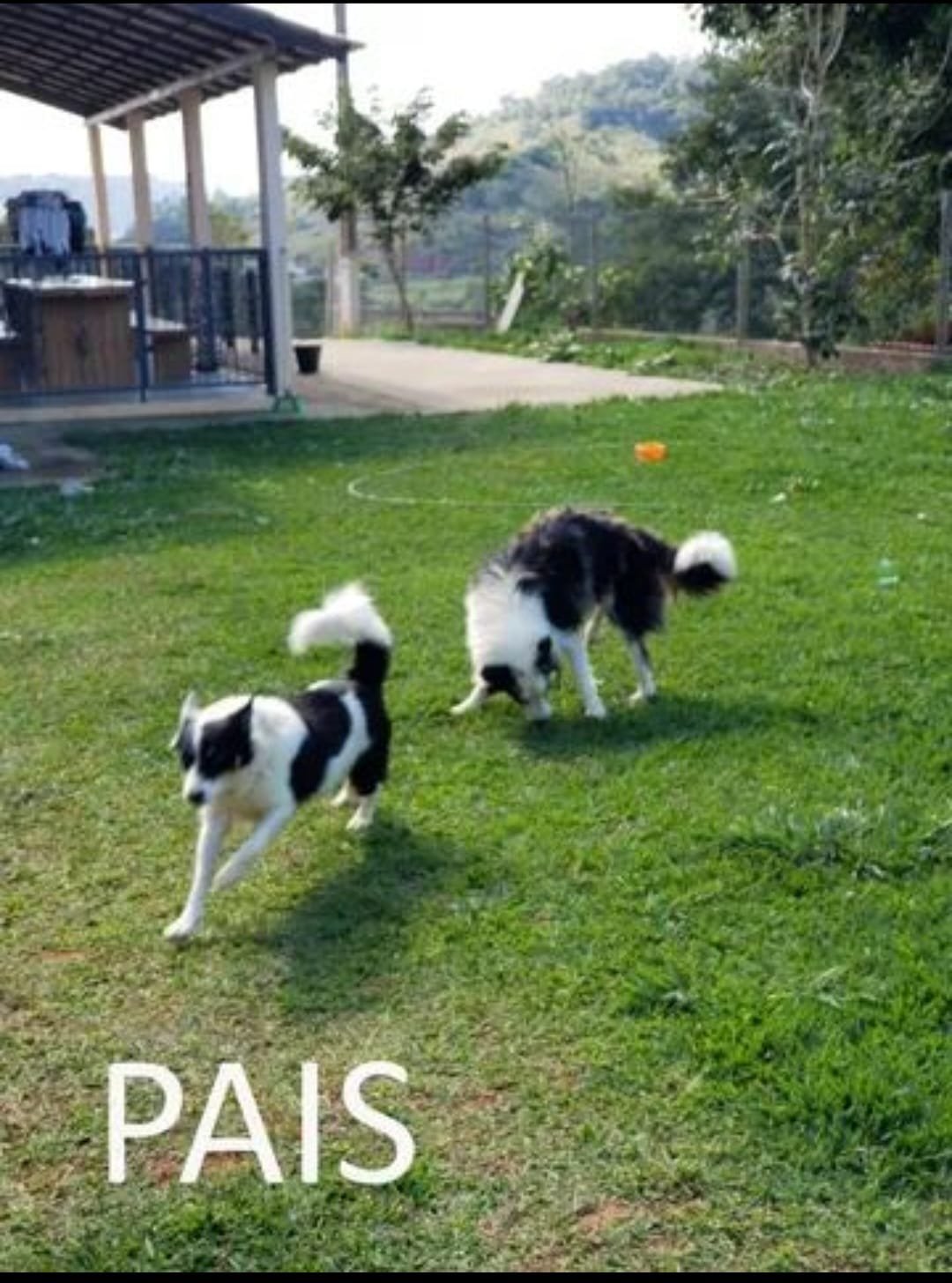 Filhotes de Border Collie - Foto 5