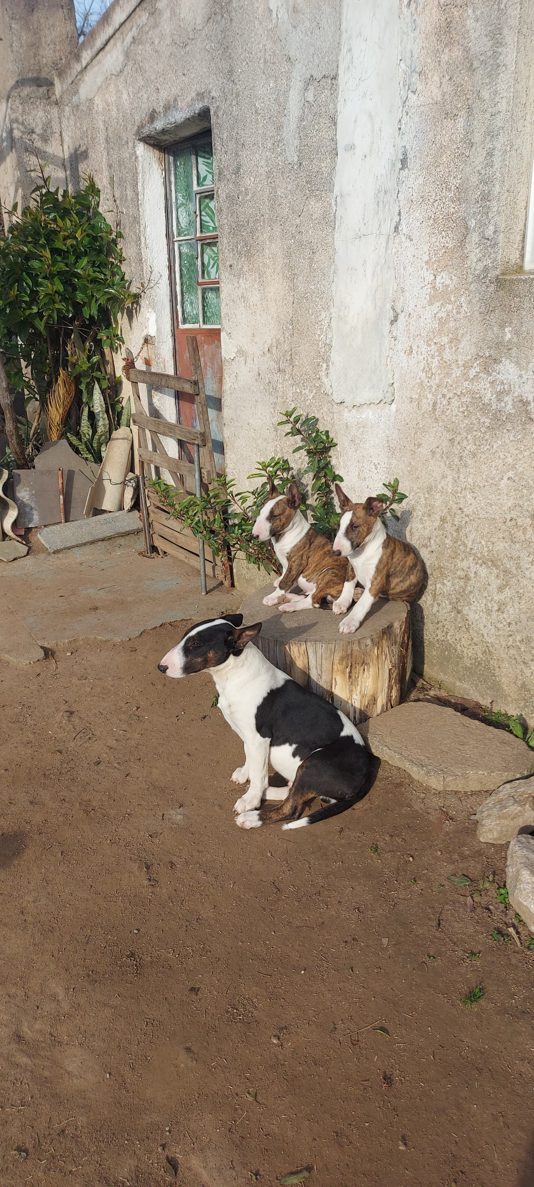 Bull Terrier  - Foto 4