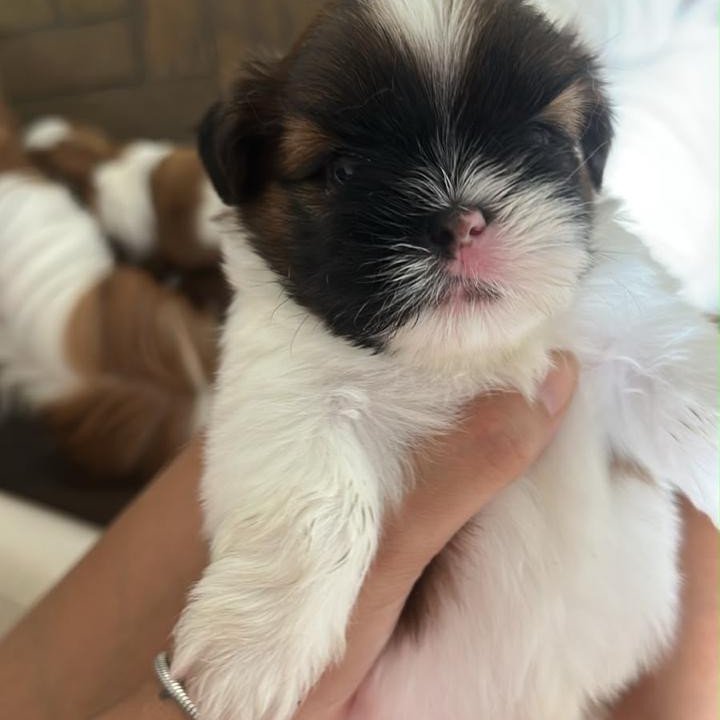 Flhotes de Shih Tzu