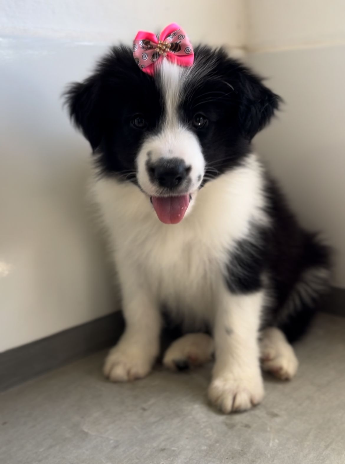 Portal Vendocão Filhotes de Border Collie com microchip e pedigree Recife