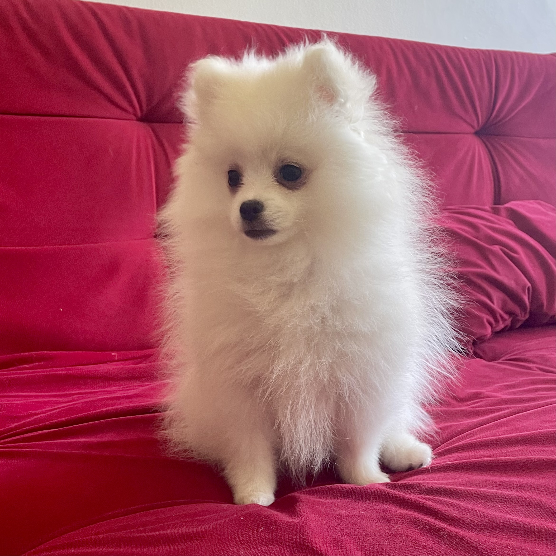 Portal Vendocão Filhote de Spitz Alemão  Brasília 