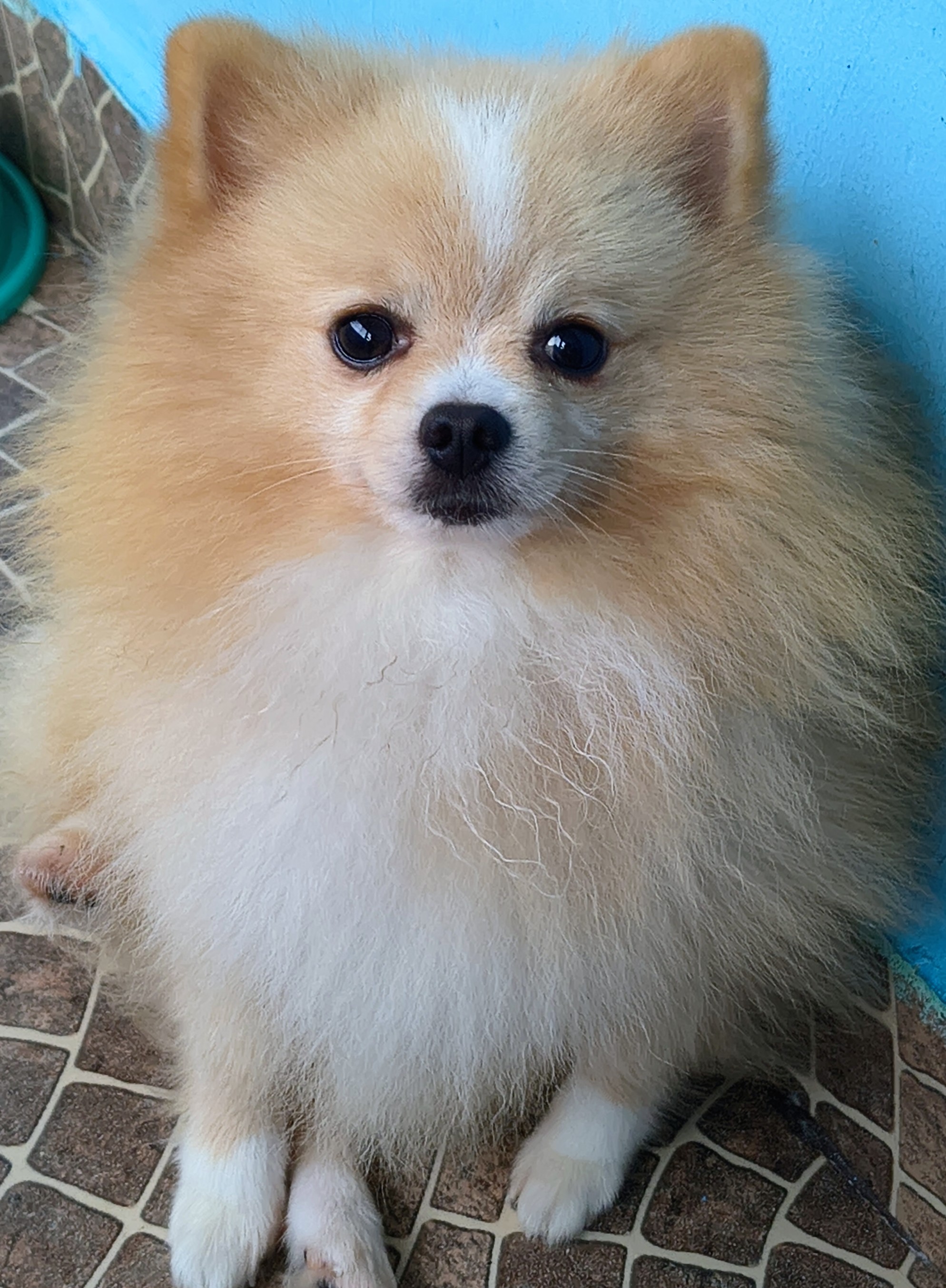 Lulu da Pomerânia  - Foto 3