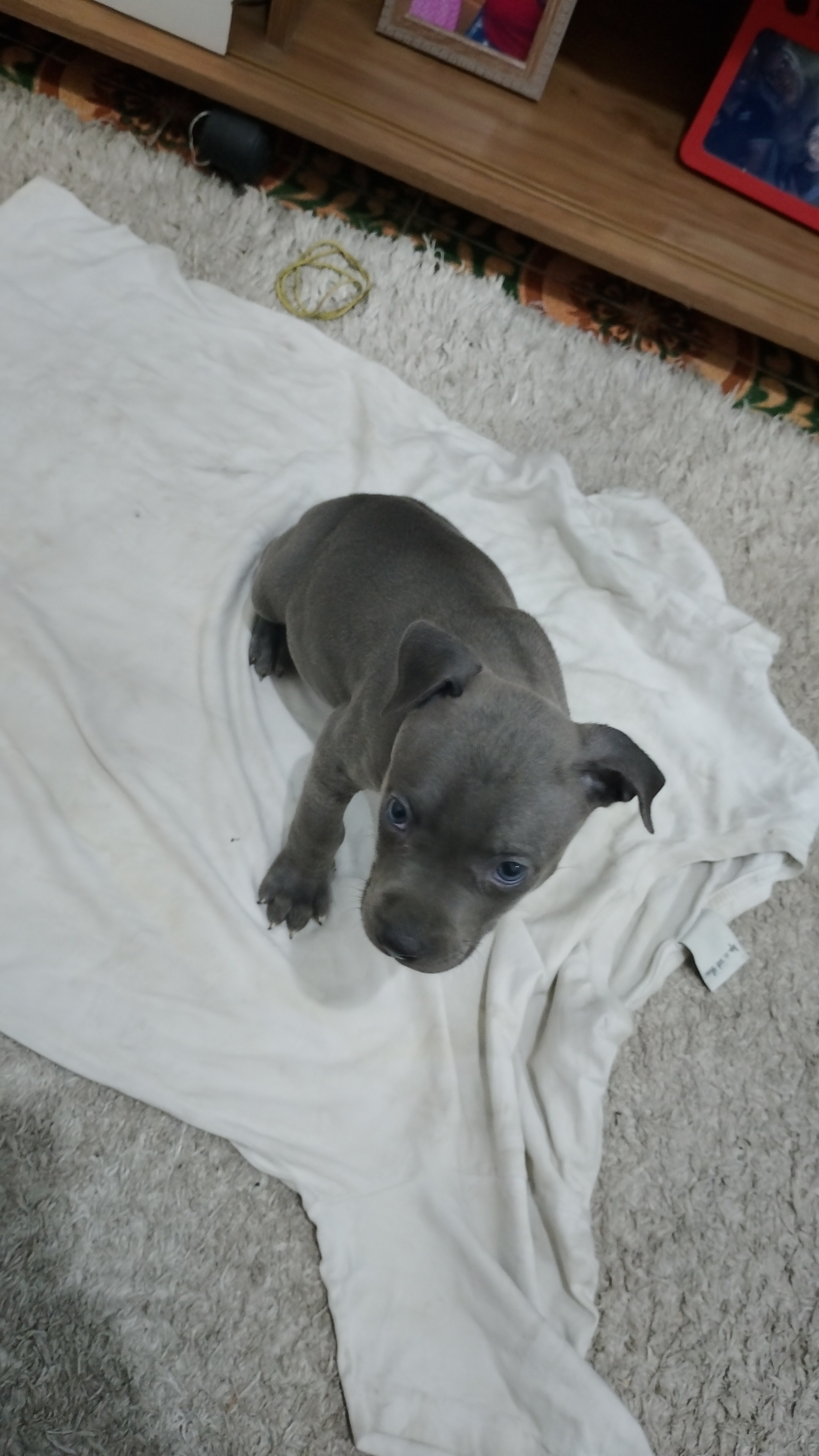 Filhote de pitbull - Foto 4