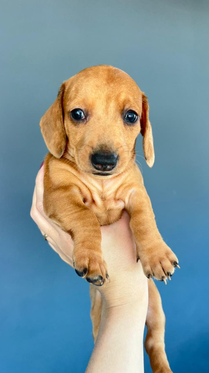 Portal Vendocão Filhotes de Dachshund (Salsicha) Lindos e Puros! Porte Pequeno Goiânia