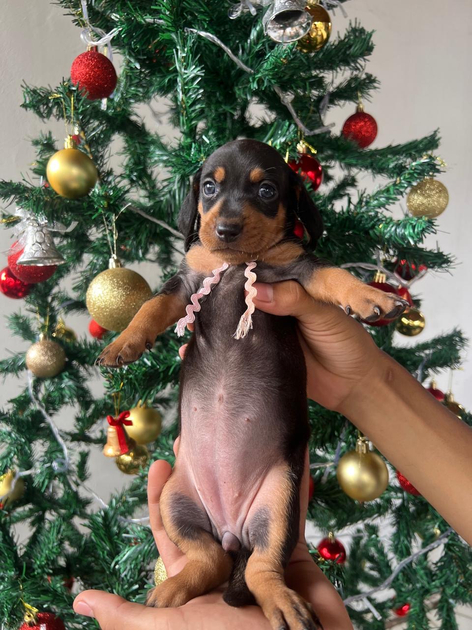 Portal Vendocão  Vendas Várzea Grande-MT