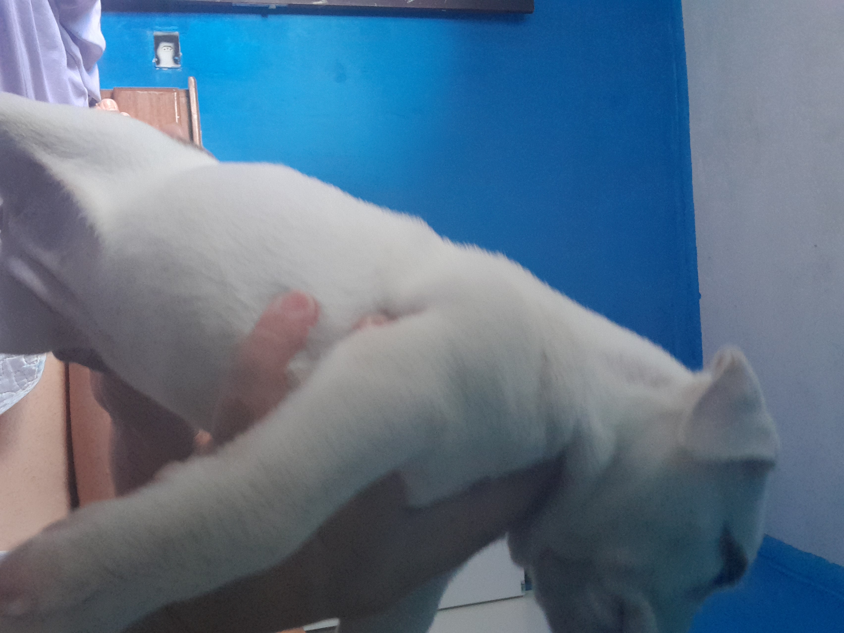 Portal Vendocão Venda de pitbull femeas Recife 