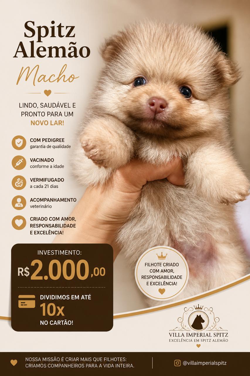Filhotes de Spitz alemão  - Foto 2