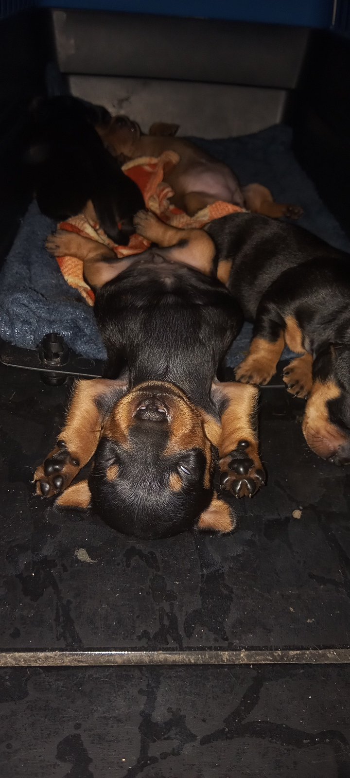 vendo pinscher 2 meses ka vermifugado