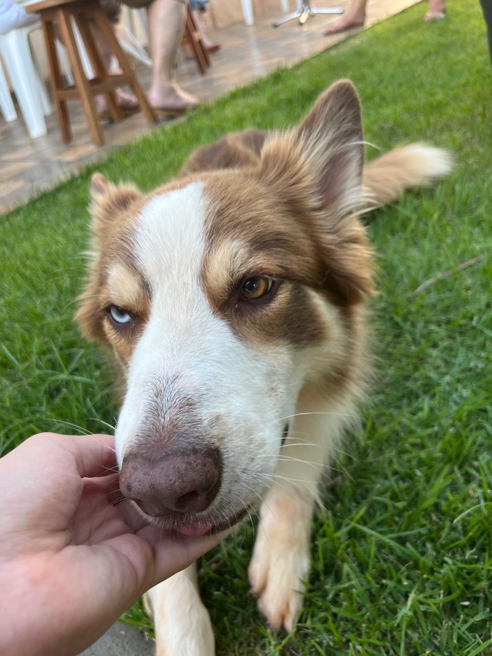 Border Collie Filhote  - Foto 4
