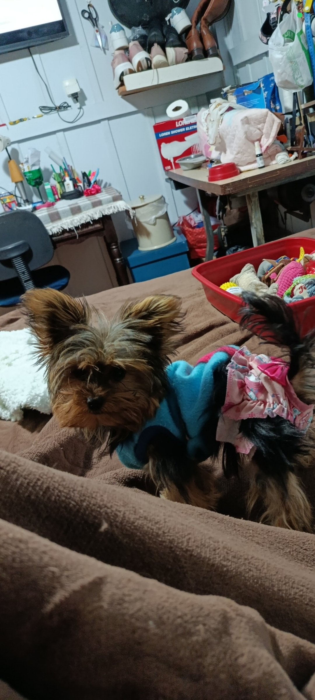 Lindo filhote fêmea de 6 meses,com todas as vacinas em dia - Foto 2
