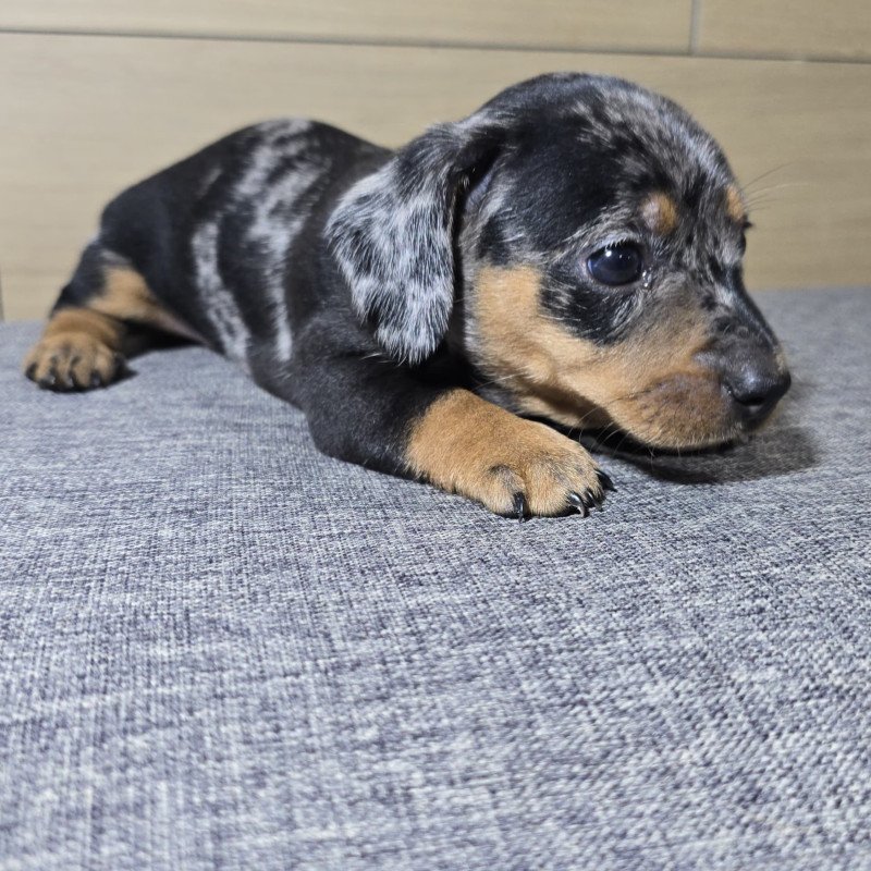 Lindos Filhotes Basset Dachshund Alerquim - Foto 2