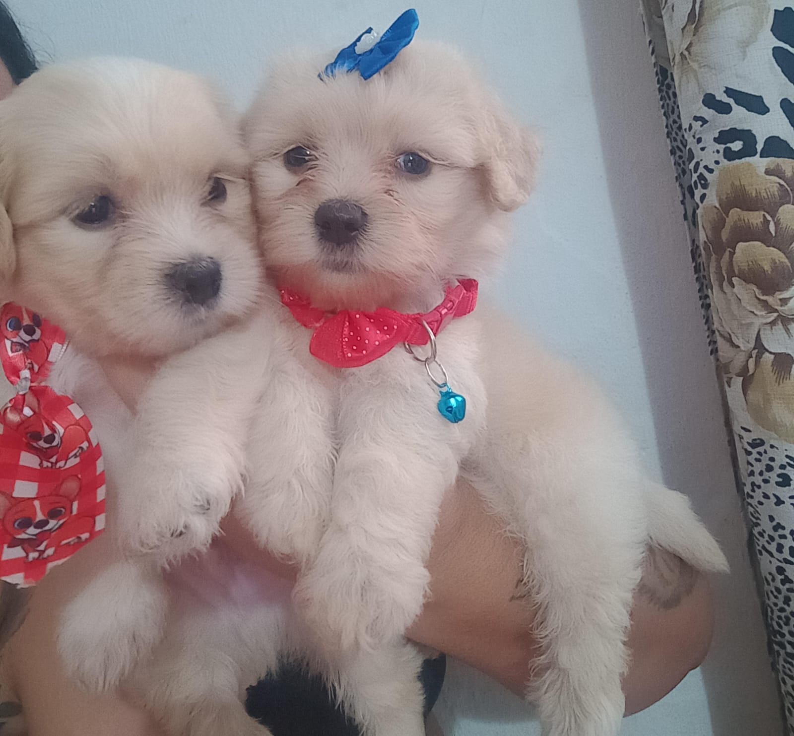 Portal Vendocão Filhotes Lhasa Apso Paulista