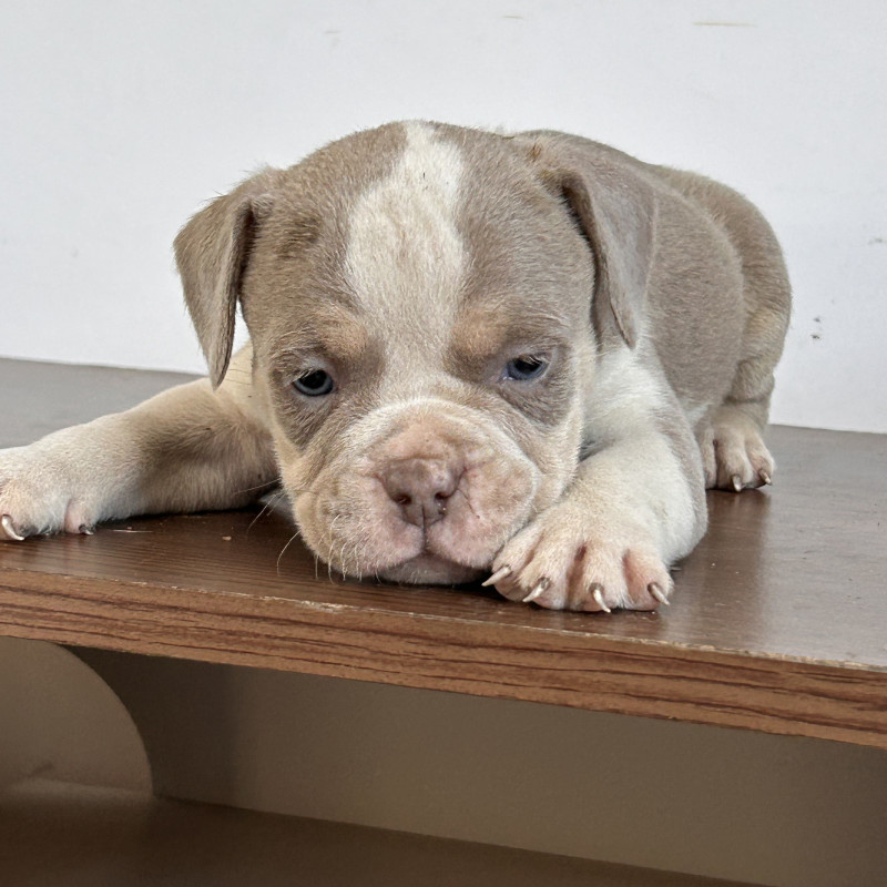 American bully - Foto 1
