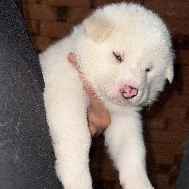 Últimos filhotes de Akita - Foto 3
