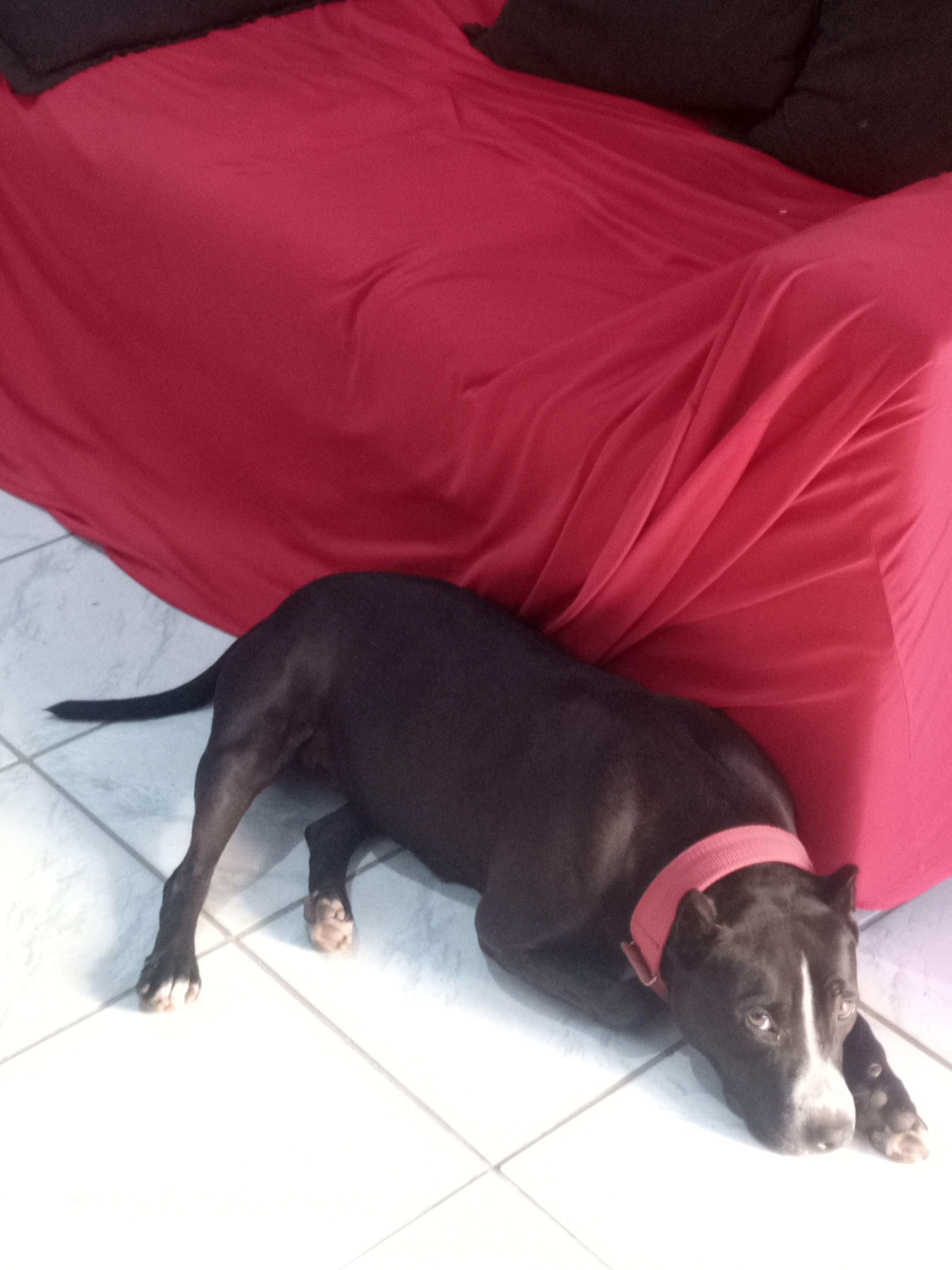 Portal Vendocão Cadela APBT cão de guarda territórial super dócil com os donos e agressivo com estranhos  Salvador 