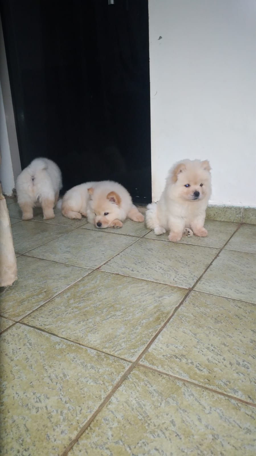 Portal Vendocão Venda de filhotes Ceilândia norte