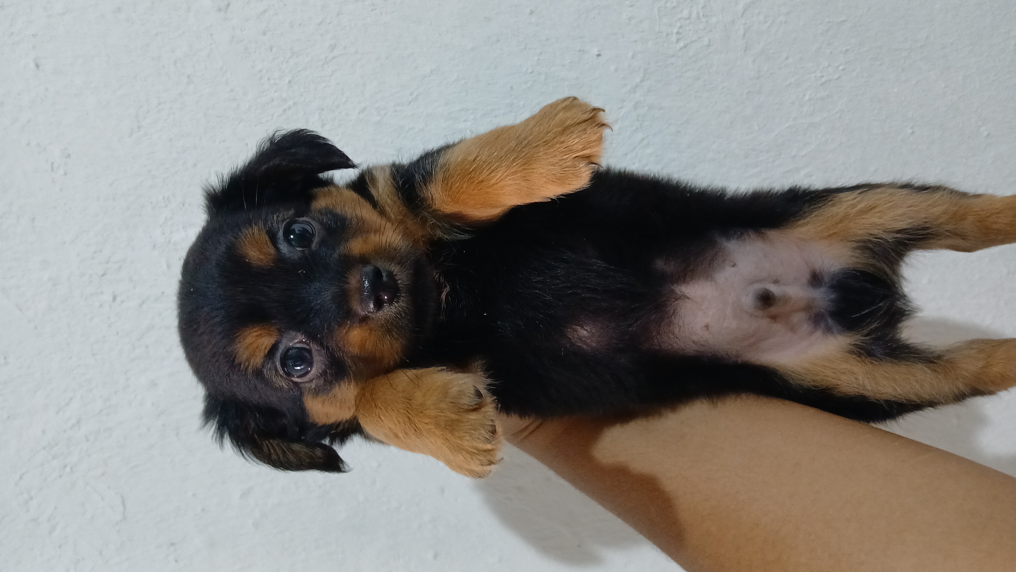 Portal Vendocão Filhote de pinscher  Várzea nova santa rita 