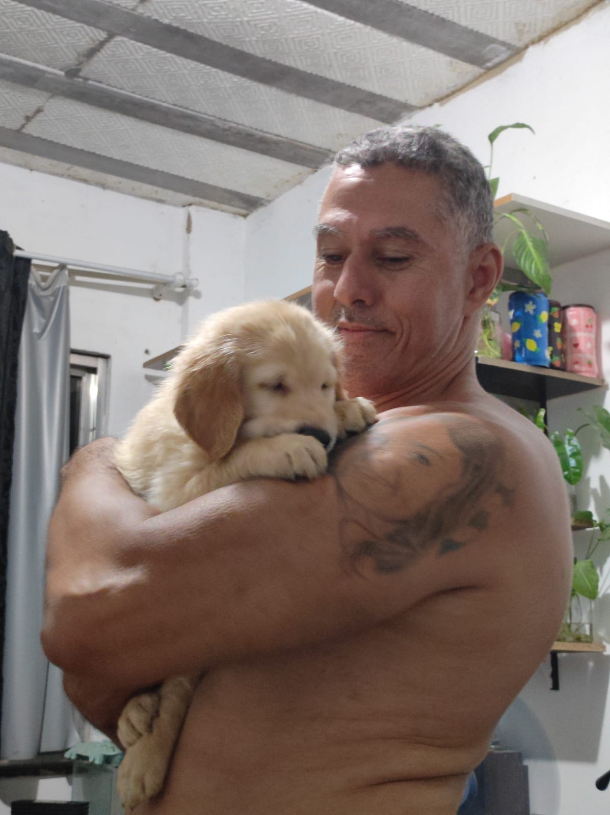 Portal Vendocão Lindos filhotes de goldens retriever com pedigre.e Rio de Janeiro