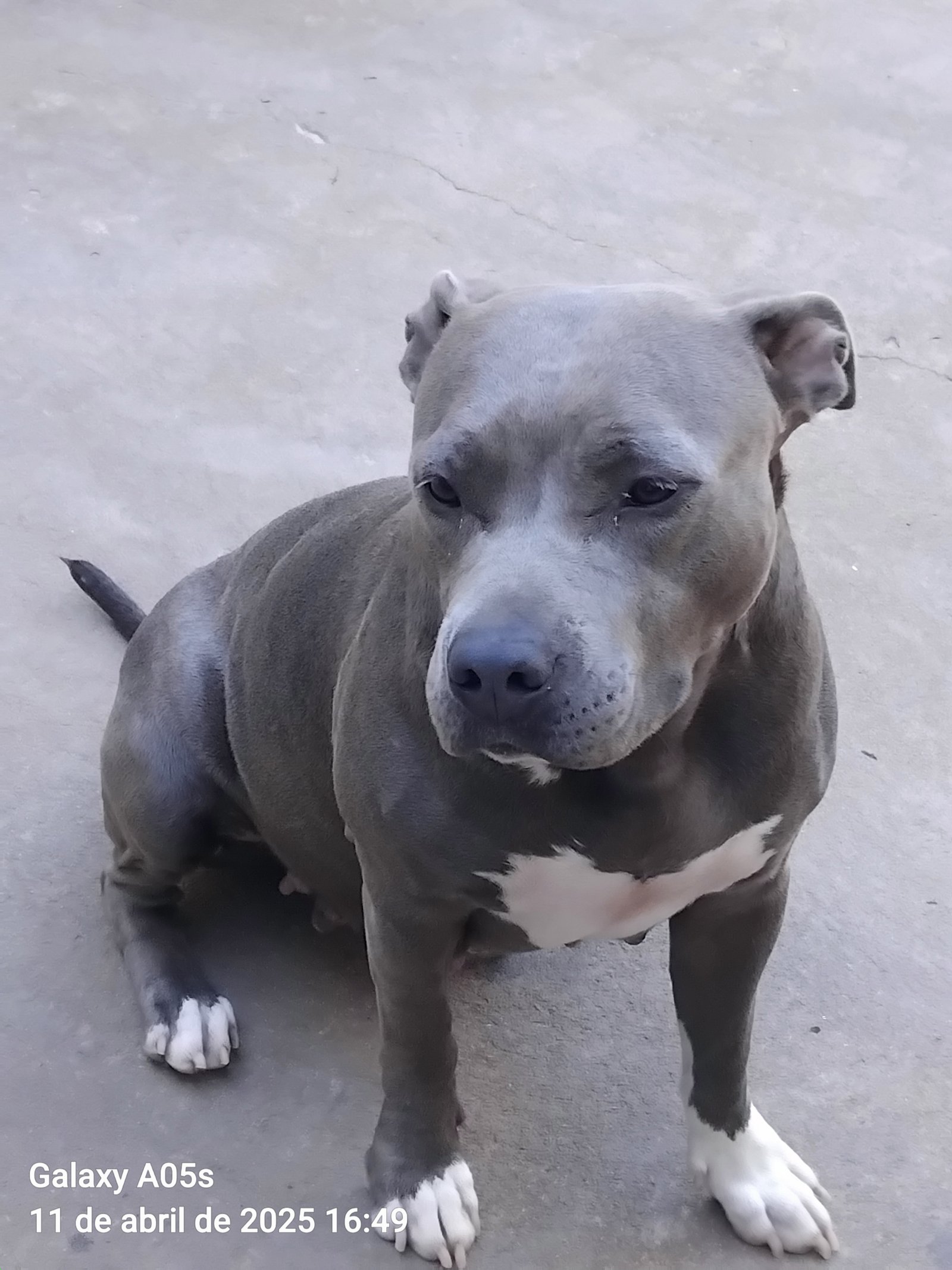 Vendo filhotes de america bully puros  - Foto 1