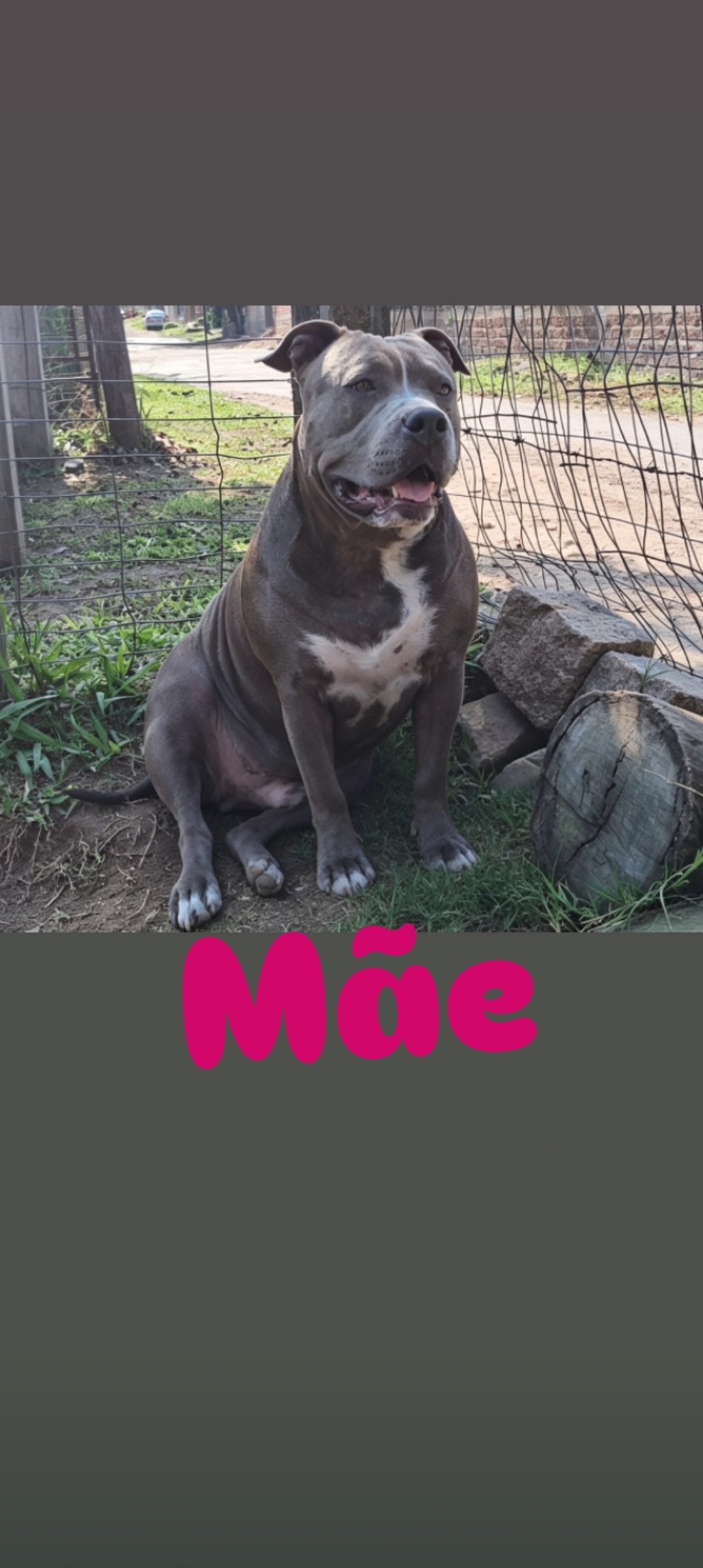 American bully filhotes - Foto 5