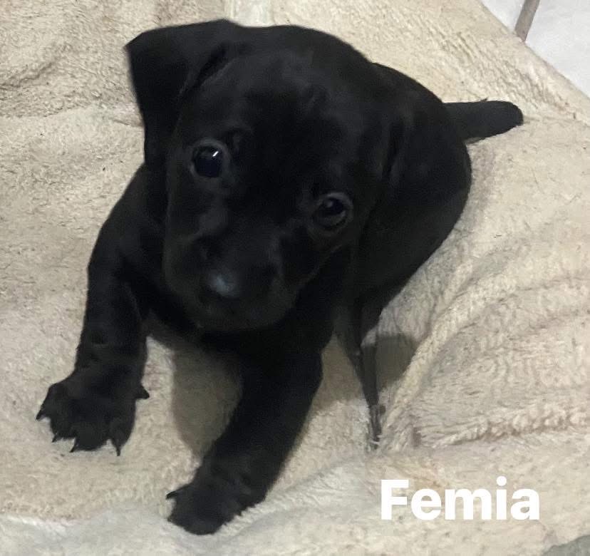 Portal Vendocão Venda de Linguicinhas dachshund PUROS Viamao 