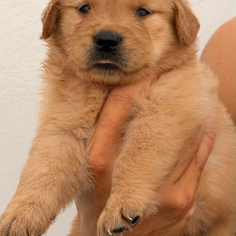 Filhotes de gold Retriever - Foto 3
